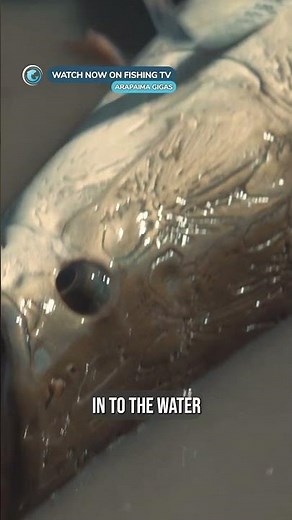 The legend of the giant Amazonian Arapaima - ‘Arapaima Gigas’ on Fishing TV!