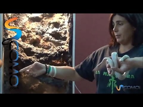 Snakes - Basic Care