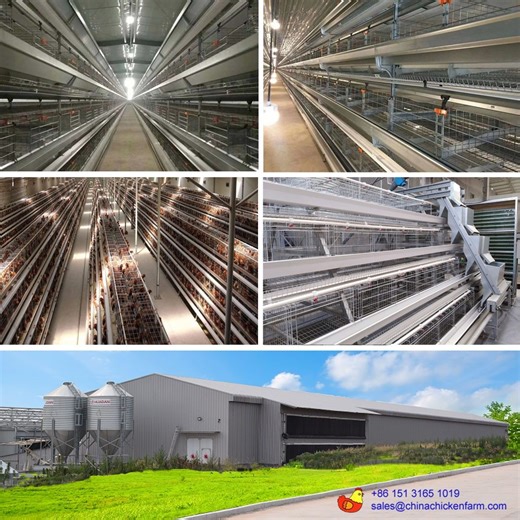 Poultry Farming Equipment from China Design-Production-Shipping-Installation-After sale service A type chicken cage with automatic system H tpe chicken cages with automatic system Good quality with good price Auto feeding, Auto drinking, Auto egg collection, Auto manure cleaning Contact us plase, Alex Sun Mobile: 86 15131651019(whatsapp wechat) Email: sales@chinachickenfarm.com Hebei Baiyu technology co.,ltd(China) | Poultry equipment, Poultry cage, Anping wire mesh