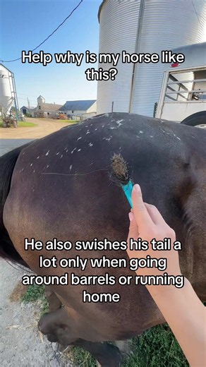 Why is my horse swishing tail and kissing spine? Helpful tips for riders