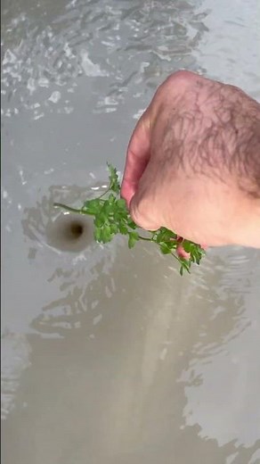 Amazing Water Vortex Experiment!? #whrilpool #experiment #experiments #vortex #waterexperiments