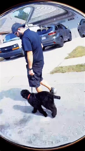 Meet Max. He is a 15 week old Bernedoodle starting his six week board and train program with Obedient Companions K9 Training. We are already working leash walking and he is catching on fast. Structure, patience, and consistency build a confident and reliable dog. Follow along to watch his progress and learn real training methods you can use at home. #dogtraining #obedientcompanionsk9training #bernedoodle #puppytraining #boardandtrain #leashtraining #balancedtraining #birminghamdogs #alabamadogs 