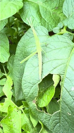 [insect maniac] Grasshopper ショウリョウバッタ