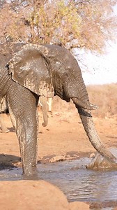 Bath time! It is always so fascinating to see how intelligent these beautiful elephants are. The way they make use of their trunk is really incredible. Love seeing elephants on safari 😍🐘❤️ #elephantlove #elephant #safari #amazingwildlife#natureinspired | All Out Safaris