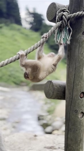 1.6K views · 27 reactions |  Japan Snow Monkeys #WildMonkeysJapan #MonkeyDailyJapan #MonkeyLoversJapan #MonkeyWorldJapan #JapanAnimalLife #MonkeyAdventure #JapanWildlife #MonkeyStoryJapan #MonkeyVillageJapan #JapanNatureLife | Monkey USA | Facebook