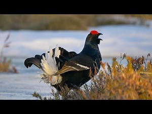 Black Grouse Lekking, April