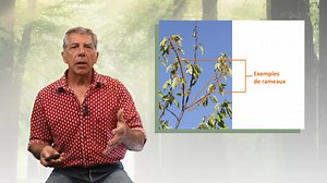 L’architecture aérienne des arbres | Canal U