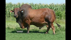 25 reactions | Here is an opportunity for you to purchase top genetics! Hurwitz Farming Boran Production Auction, 3 August 2019 @ 11:00. The Bull Ring, Davel/Ermelo | Boran Cattle Breeders' Society of SA | Facebook