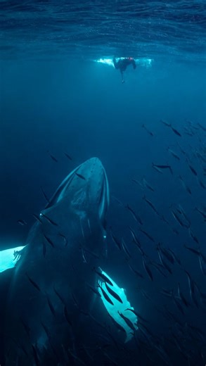 Cette baleine va t'elle me gober ? Fjords de Norvège, 2 novembre 2022. Je suis à côté d'un banc de harengs et je filme les orques qui les assomment à grands coups de queue pour les manger. L'eau est froide et laiteuse, j'entends le chant des orques et de cliquetis d'écho localisation. Ca vient de partout. Le banc se déplace sous moi et je distingue une grosse masse qui monte. C'est une baleine à bosse, gueule ouverte, en train d'avaler le banc. Pas le temps de me décaler ni d'avoir peur. Elle fe