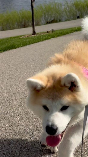 Do all our walks have to be survival mode? 📱💀 #akita #puppy #puppyzoomies #hanachan #akc