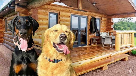 My Dogs Rent An Air BnB (They loved it!)