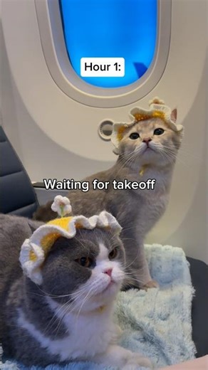 How my cats spent their 13 hour flight to Japan 🇯🇵✈️ ‪@delectablescattreats‬