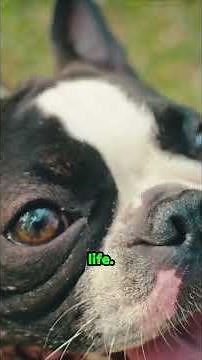 Why Boston Terriers are the ultimate companions!
