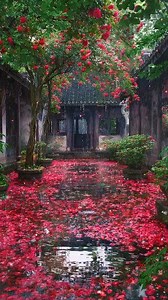 🌿☔Serene Village Nature with Full Red Rose Tree, Gentle Rain and Blue Open Sky Old Village House Surrounded by Trees, Red Rose Flowers and Fresh Rain Air Calm Village Landscape with Red Rose Flower Tree, Rain Drops and Blue Sky Natural Village Beauty with Blooming Rose Tree, Rainy Weather and Peaceful Home Fresh Oxygen Village View with Red Roses, Green Trees, Rain and Old House Heavenly Village Scene Showing Red Rose Tree, Soft Rain, Blue Sky and Silence Quiet Village Nature with Full Rose Flo
