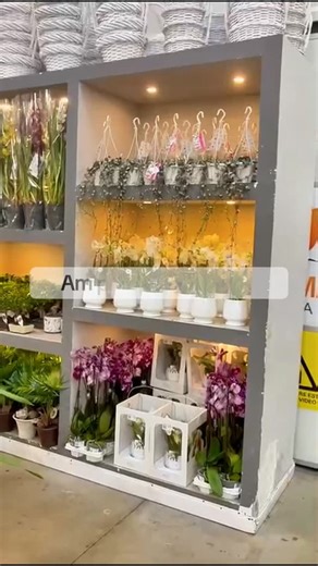 Vanzari mari de Sf.Mihail si Gavriil in #florarie cu aceste #plante #flori de la #depozitflori #depozitflorisiplante #flowersmarketholland 💐🍀👍🏻 Aprovizionare florarii de succes! Sos. Bucuresti-Urziceni 55A Afumati 0756 068 600 deschis zilnic 5 dim pana la 10 seara! 🌷 | Flowers Market Holland