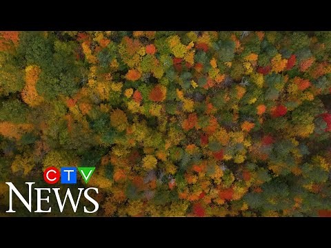 Drone footage captures beautiful fall foliage from high above Ontario’s Ganaraska Forest