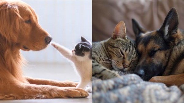 Amazing Animal Fun: Playful Moments to Brighten Your Day