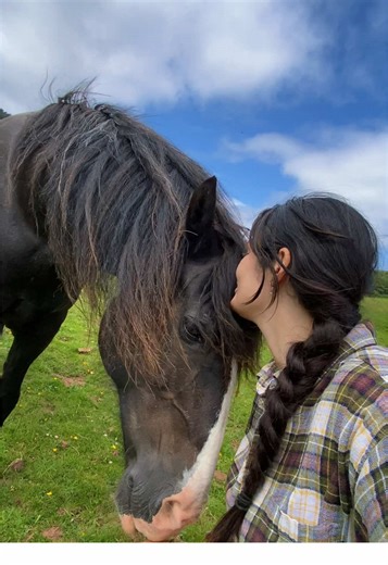 Geldings exist to compensate for men 🤣 #Gelding #love #welshcob #horsetok #fyp