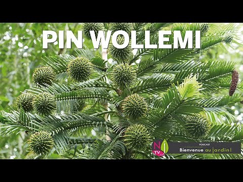 EXTRAORDINARY STORY OF THE WOLLEMI PINE, AN AUSTRALIAN FOSSIL TREE THAT CAN BE GROWN IN THE GARDEN