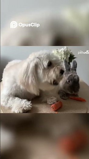 "Ultimate Dog Meme Compilation 😂 | Try Not to Laugh at These Hilarious Dogs!" Part 1