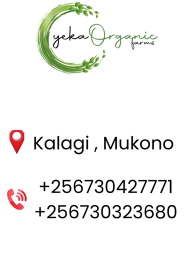 See the System - Understand the Business - Start with Confidence We are now welcoming visitors to our Mukono BSF Production Unit. Discover how to reduce animal feed poultry, fish and pig feed costs, understand the business model and get access and interact with ready-to-use Starter kits to launch your own production with confidence. Entrance ⭐ 30,000 UGX per person ⭐ 50,000 UGX per pair ⭐ 20,000 UGX per person of groups of 10 members and above 🕐 TIME - Every Day from 9am to 3.00pm 📍 LOCATION -