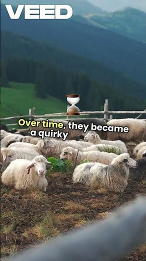 Fascinating History of Fainting Sheep