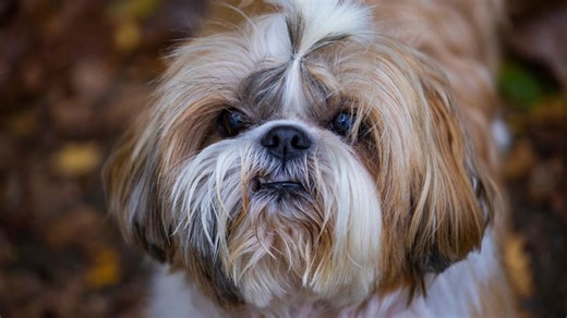 Hilarious Clip of a 'Classic Shih-Tzu Meltdown' Is Relatable to Pup Parents of the Breed Everywhere