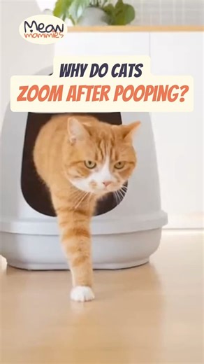Why Do Cats Zoom After Pooping? (It's Real!) #catzoomies #catbehavior #cat