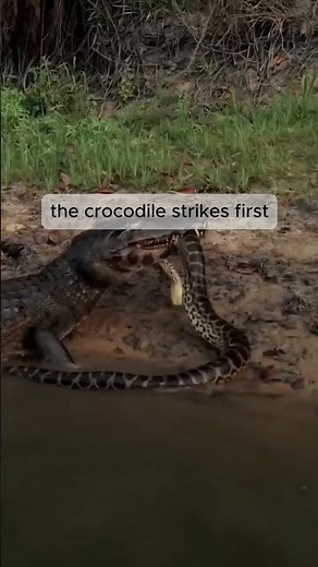Crocodile Attacks Giant Python | Wild Survival Battle