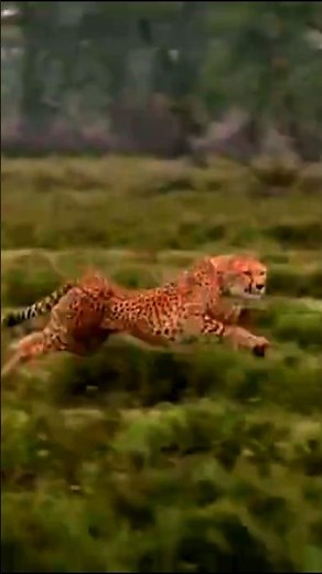A Tiger Running at Full Speed — Nature’s Power! 🐅🔥#wildlife #short #nature