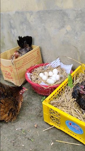 Amazing Egg Hatching Process with Baby Chicks😘