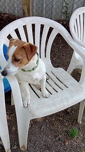 2.1K views · 231 reactions | "CHARLIE"- AVAILABLE FOR ADOPTION...