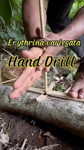 395K views · 6K reactions | Fire hand drill, Erythrina variegata wood | dalemgumino | Facebook