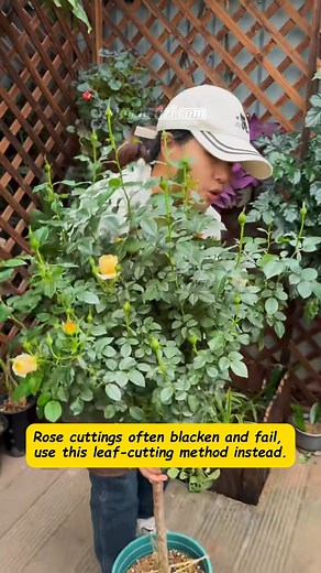 3.2K views · 14 reactions |  Having trouble rooting rose cuttings? Try this leaf-propagation trick — even a single healthy leaf can sprout roots and grow new shoots if you choose the right one. Skip weak, pest-damaged, or too-young leaves; pick a strong middle leaf and keep it clean. This method boosts success like magic.  Save this if you love growing roses! #GardenTips #RosePropagation #PlantHacks #HomeGarden #PlantLovers | garden hack | Facebook