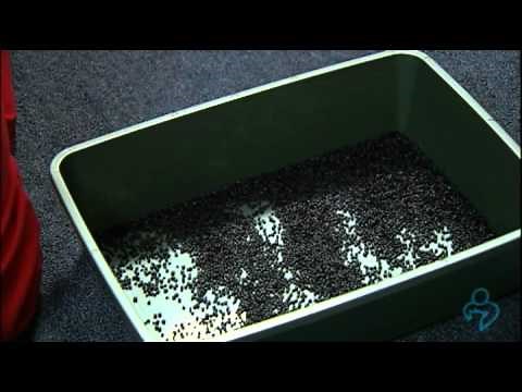 Willard Vet Tutorial: How to easily collect your cat's urine