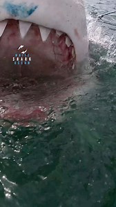 Spy Hopping Great White Shark Swimming With Head Out Of the Water | White Shark Ocean