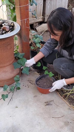 Estoy empezando a sacar esquejes de mi hiedra! 🌱😊 #fyp #naturaleza #plantas #jardin #plantlady #huerto #huertoencasa #esquejes | Las creaciones de Mago