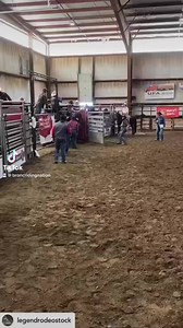 What would YOU name him? No bucking horse goes unprepared into the world of rodeo. Like all horses, school happens. Unlike all horses, preserving the natures they were born with while bringing them along to their careers is important. They aren’t any more fearful than the horses raised ‘in captivity’ — it’s an important process with fairness to the horse at its heart. Check out this young Legends Rodeo stallion learning the ropes! (Legends is a new company — named for the famous Kesler horses th