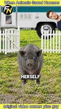 2 Animals That Saved Human Lives 🐷🐋 #facts #animals #usa #hoodiesguy