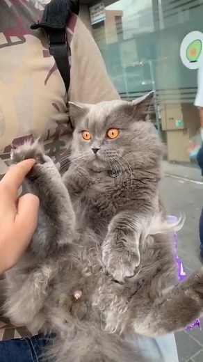 ‏Happy international cat day 😄🎉 #cat #iwasbusythinkingaboutcats