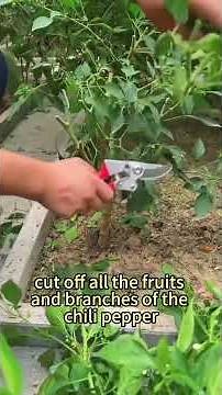 How to care for the plant during winter. How to grow chili peppers into a chili tree?