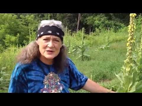 Mullein leaf and Mullien Flower with Susun Weed