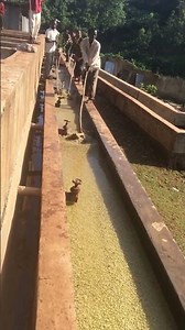 Washed Coffee Processing