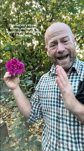 Roses still in bloom in November, ‘Tam O shanter’ #gardenerben