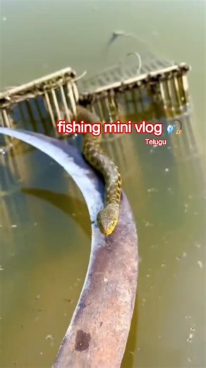 చాపలేంది మామ ఎన్ని పడ్డాయి 😲😲#vira#fishing#trending#instagram#export #minivlog #reels #snake #volg