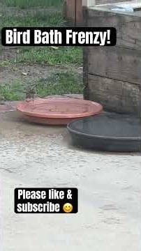 Bird Bath Frenzy 💦 Dozens of Wild Birds Splashing Together