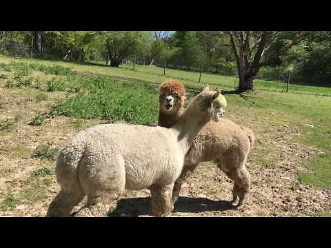 Fighting Alpacas