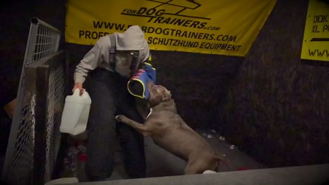 Giant Pit Bull Kobe Guards an 8-Year-Old Fearlessly