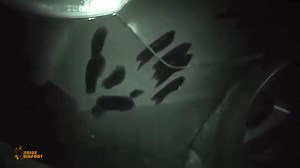 A Sasquatch encounter is caught in Saskatchewan, Canada. Listen as the Sasquatch speaks and leaves evidence behind. It’s definitely interesting evidence developed by this researcher. #boisebigfoot #bigfoot #sasquatch #yeti #cryptozoology #cryptid #creature #unknown #cryptidclan | Boise Bigfoot