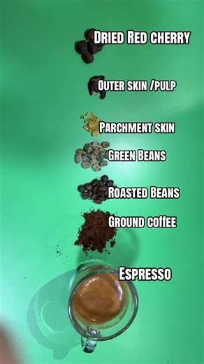 From Bean to Cup: Coffee Brewing Guide